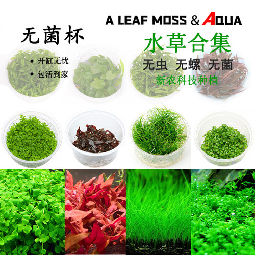 趴地矮珍珠牛毛水草无菌杯椒草