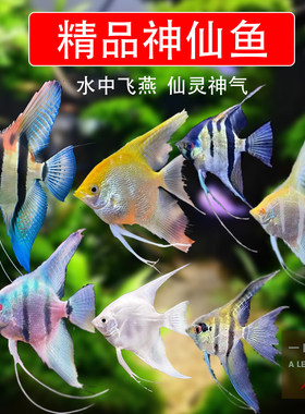 埃及神仙鱼燕鱼热带淡水鱼