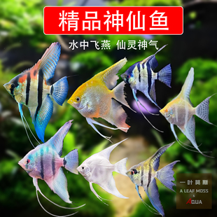 埃及神仙鱼燕鱼热带淡水鱼观赏鱼小型鱼苗套餐七彩神仙鱼活体鱼