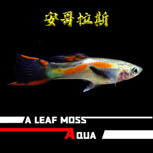 热带观赏鱼精灵孔雀鱼蓝双剑马晶塔银河双剑安格拉斯虎纹活体