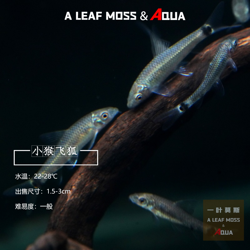 小猴飞狐 黑线金线淡水草缸观赏鱼活体专清丝藻刚毛藻克星工具鱼