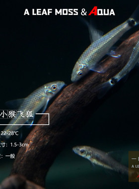 一叶莫斯小猴飞狐淡水除黑毛藻类
