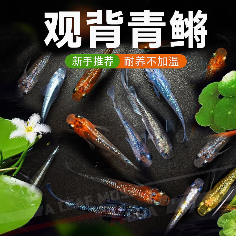 观背青鱂鱼观赏鱼小型淡水鱼群游