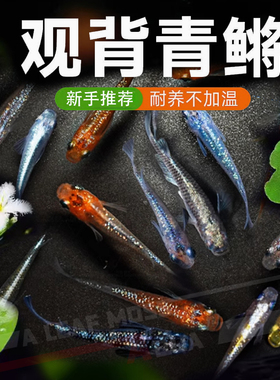 观背青鱂鱼观赏鱼小型淡水鱼群游鱼好养耐活懒人鱼冷水奈低温好养