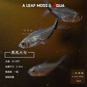 黑尾大勾群游王者淡水热带观赏鱼宠物小型南美草缸灯科鱼宝莲灯配