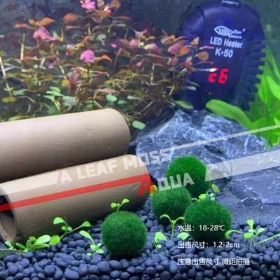 绿藻球进口鱼缸造景水草阴性水草