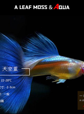 高端凤尾鱼蓝白天空蓝孔雀鱼淡水