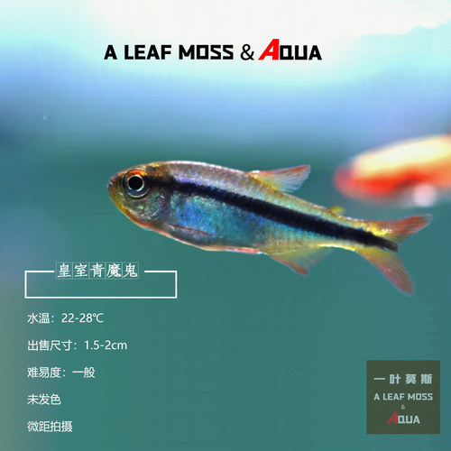 皇室青魔鬼灯鱼帝王蓝带灯热带鱼