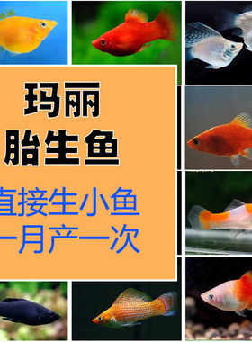 蓝月光鱼胎生鱼玛丽鱼产仔鱼高鳍蓝月光蓝牡丹蓝鸳鸯蓝彩鱼热带鱼