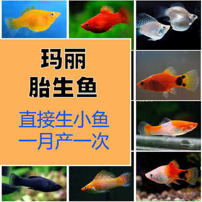 蓝月光鱼胎生鱼玛丽鱼产仔鱼高鳍蓝月光蓝牡丹蓝鸳鸯蓝彩鱼热带鱼