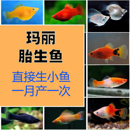 蓝月光鱼胎生鱼玛丽鱼产仔鱼高鳍蓝月光蓝牡丹蓝鸳鸯蓝彩鱼热带鱼
