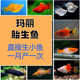 蓝月光鱼胎生鱼玛丽鱼产仔鱼高鳍蓝月光蓝牡丹蓝鸳鸯蓝彩鱼热带鱼