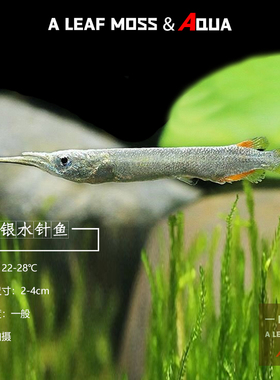 灯科鱼上层漂浮白金银水针鱼活体宠物鱼热带淡水观赏鱼银针鱼活体