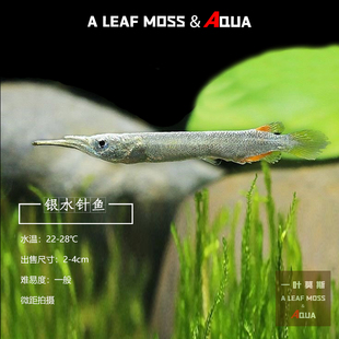 灯科鱼上层漂浮白金银水针鱼活体宠物鱼热带淡水观赏鱼银针鱼活体