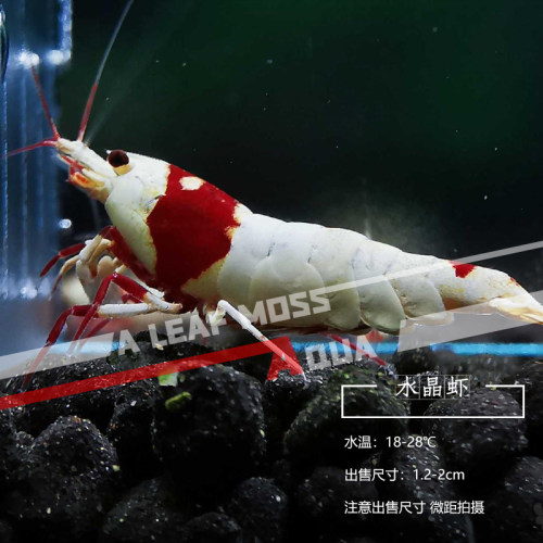 水晶虾观赏虾极火虾草缸除藻虾