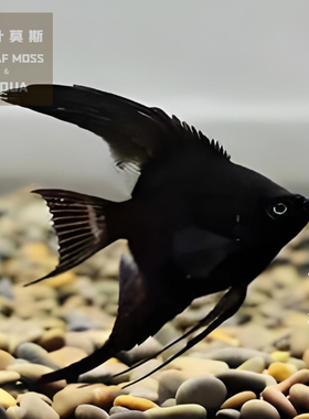 墨燕神仙鱼活鱼黑色燕鱼神仙鱼饲料热带淡水鱼热带鱼观赏鱼小型