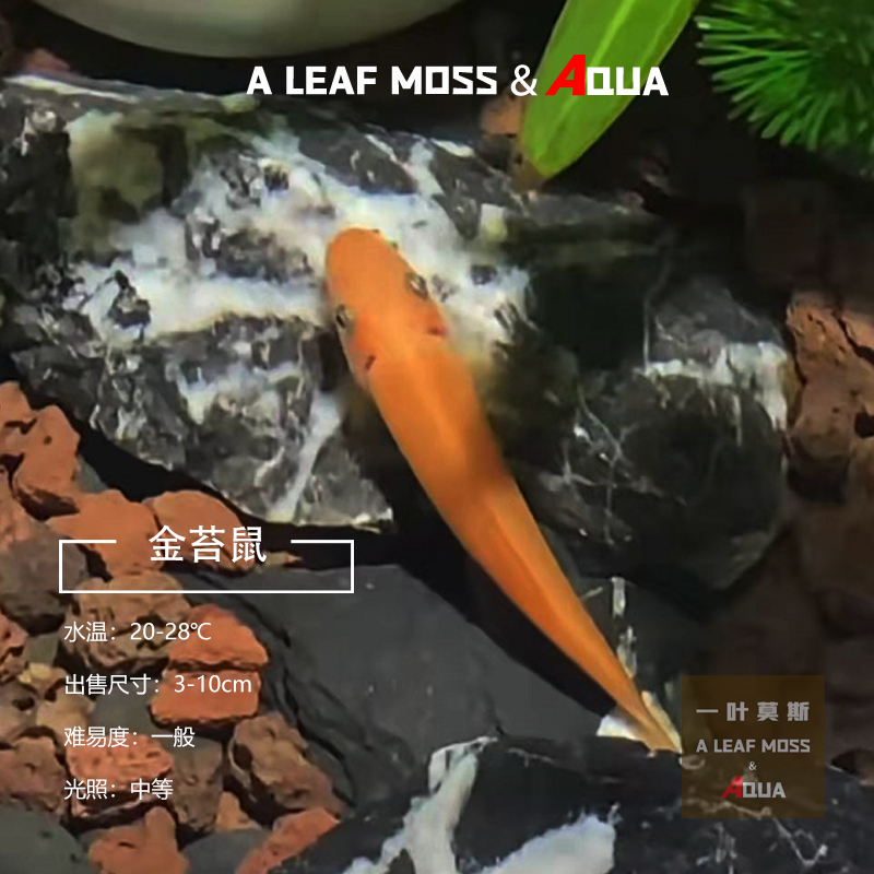 金苔鼠除藻工具清洁热带鱼清苔鼠