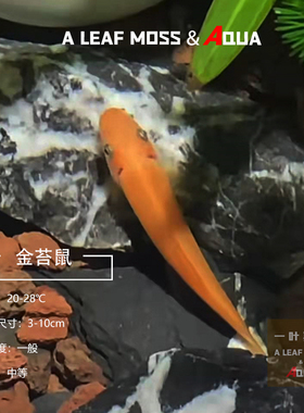 金苔鼠除藻清缸工具青苔鼠鱼缸清洁热带鱼活体清道夫活体鱼淡水鱼