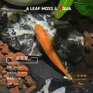 金苔鼠除藻清缸工具青苔鼠鱼缸清洁热带鱼活体清道夫活体鱼淡水鱼