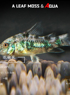 花鼠鱼热带鱼观赏老鼠鱼长鳍长尾鼠熊猫鼠花色底栖小型工具鱼活体