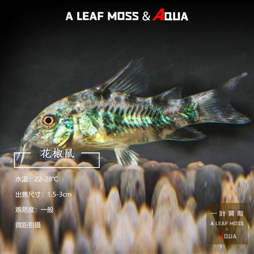 一叶莫斯鼠热带鱼工具鱼花椒鼠草
