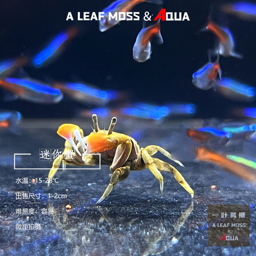 辣椒蟹水草缸生态陆居另类活体