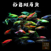 小型蝶翼斑马活体观赏鱼淡水彩色斑马鱼玛丽胎生鱼青苹果蓝莓鱼