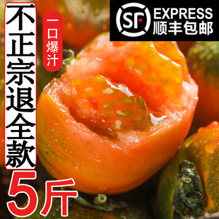 丹东草莓柿子西红柿新鲜自然熟铁皮柿子 5斤盘锦碱地生吃水果番茄