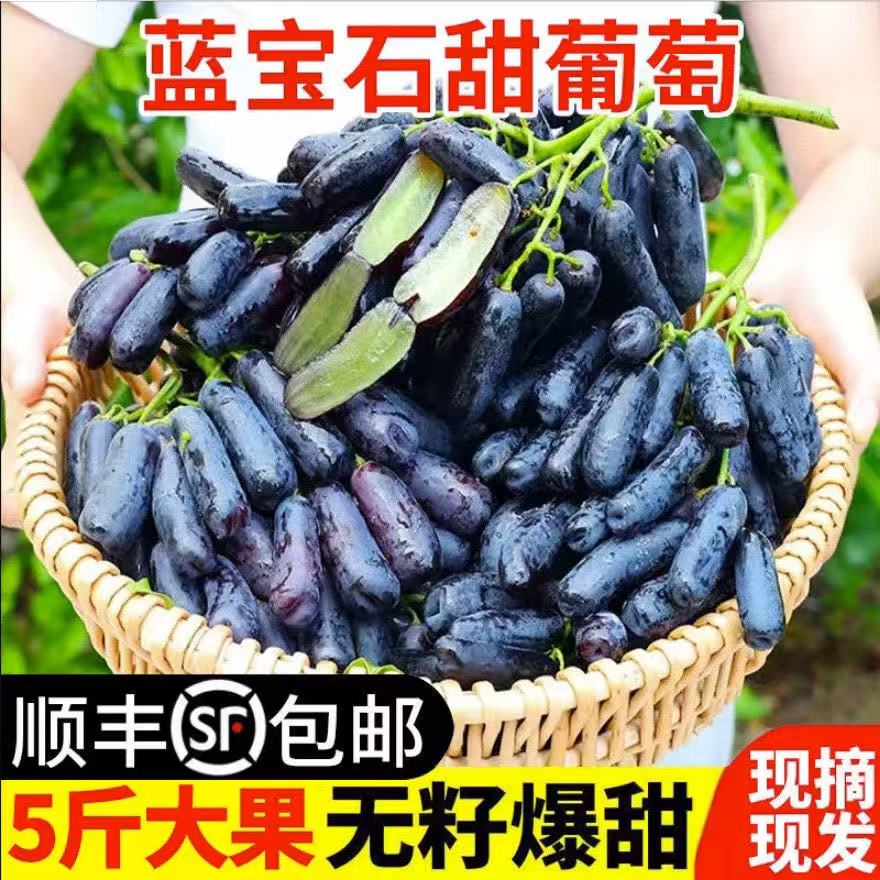 现摘蓝宝石金手指无籽黑提水果黑美人指孕妇水果批发葡萄顺丰包邮