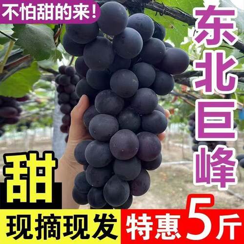 现摘葡萄东北辽宁辽峰新鲜水果5斤整箱当季新鲜串装发货顺丰包邮