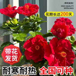 木槿树苗室内红色四季花庭院盆栽花苞带绿植重瓣花卉朱槿扶桑阳台