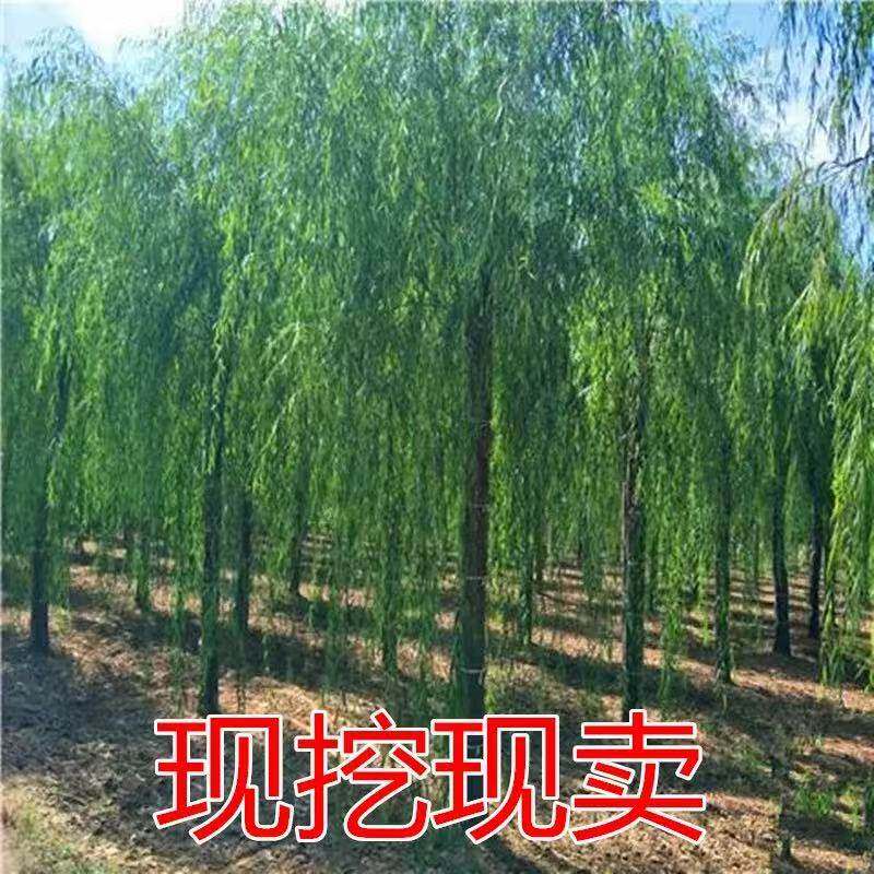 柳树苗占地河边垂柳柳直黄金庭院金丝柳工程青皮道路风景柳绿化树