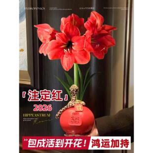 红封种球好室内桌面花卉节日养易活懒人观赏植物朱顶注定红蜡祝福