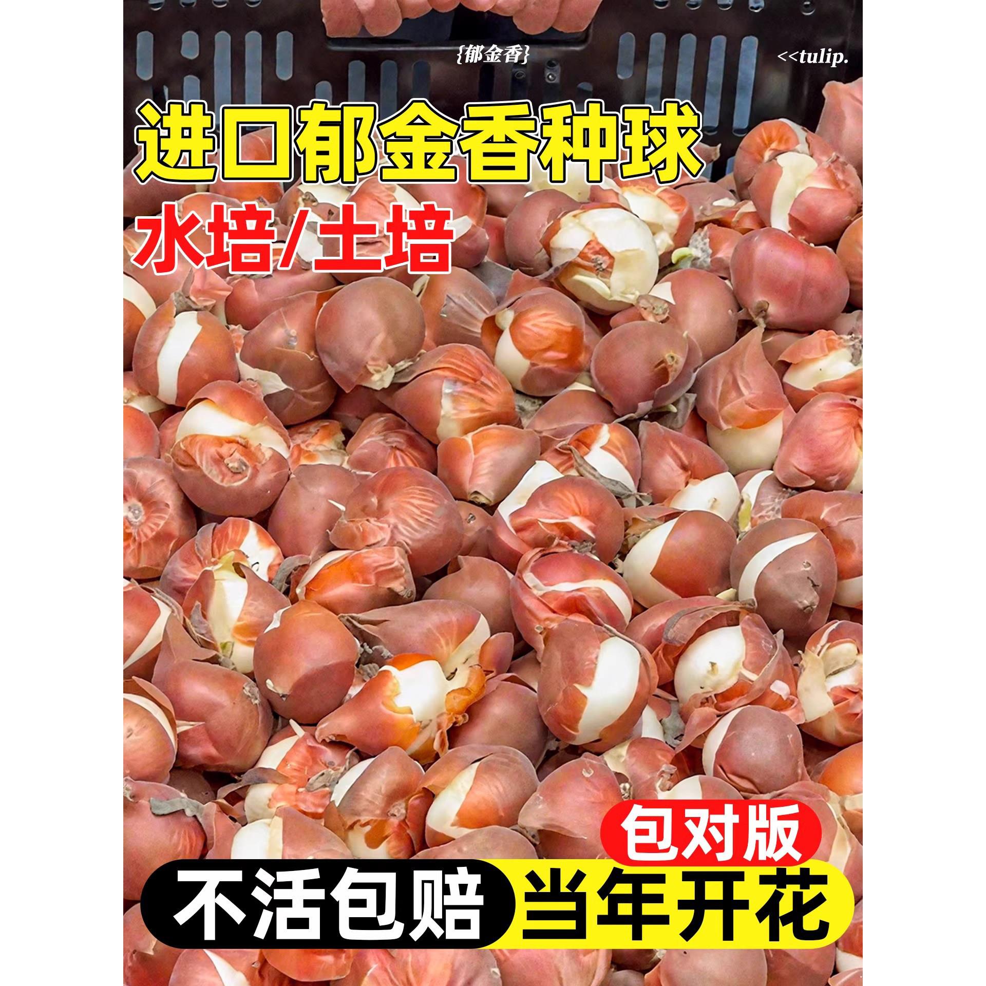 开花精选室外进口五度种球图片
