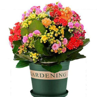 重瓣花卉长寿室内花苗盆栽花苞带好养多年生绿植易活大花金狐狸