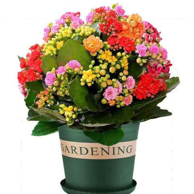 重瓣花卉长寿室内苗盆栽苞