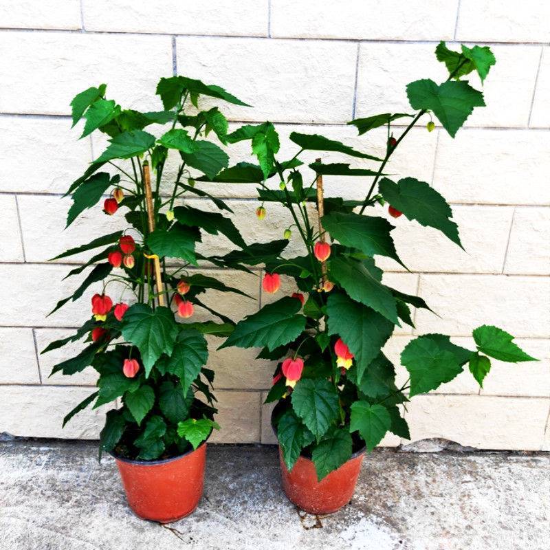 红年宵花苞灯笼花四季蔓性开花卉图片
