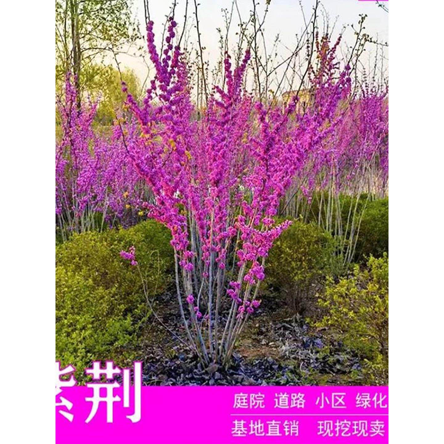 巨庭院南北方树苗耐热丛生种植紫荆花养紫荆四季耐寒花卉树苗盆栽