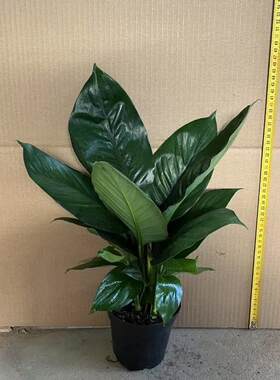 大叶观赏植物绿巨人四季常