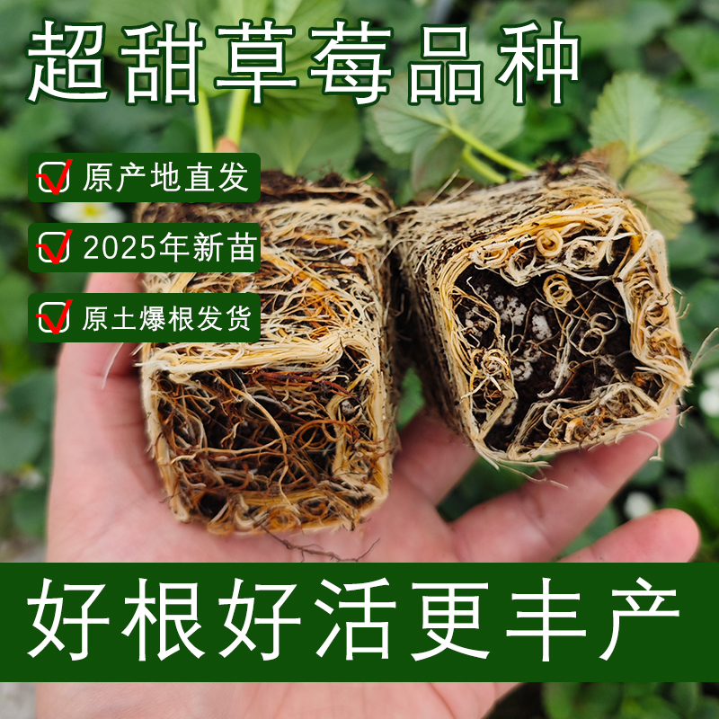 2025全新生产苗适合家庭种植