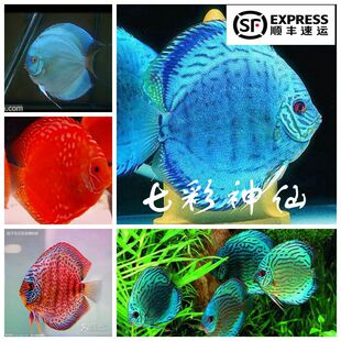 直纹天子蓝松石黄金 阿联卡 豹点 精品七彩神仙鱼苗活体包邮