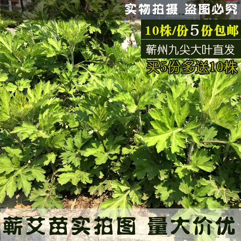 正宗蕲州端午蕲艾根艾苗大艾叶艾草做艾条艾柱艾绒艾茶艾靳苗壮苗