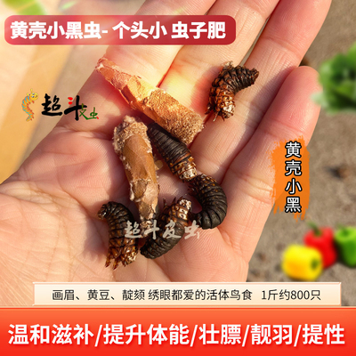 皮虫画眉绣眼鸟活体鸟食活体鸟食