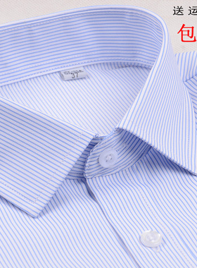 女士白底蓝色条纹长袖衬衫银行职业装方领修身OL工装大码衬衣寸衣