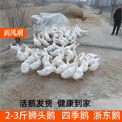 二斤白鹅苗散养3斤大白鹅百子鹅草鹅多蛋鹅三花鹅四季鹅五龙鹅苗