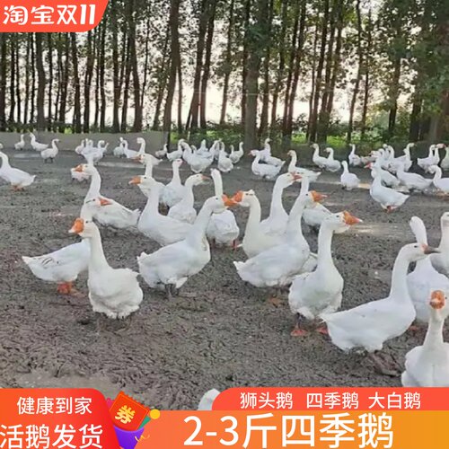2斤斤半左右脱温二斤半正宗大种白鹅下蛋三花四季活体鹅苗狮头鹅