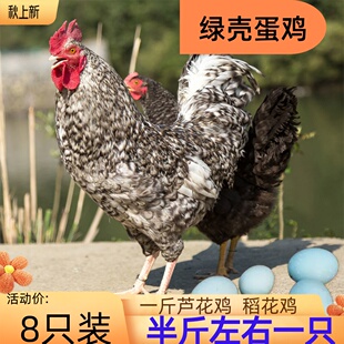 汶上芦花鸡活苗稻香鸡半大脱温一斤小鸡仔绿壳蛋鸡活鸡1斤小鸡苗