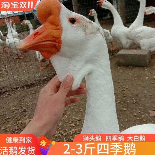狮头鹅苗皖普特大种白鹅2斤产蛋鹅四季鹅浙东五龙鹅活鹅活苗二斤
