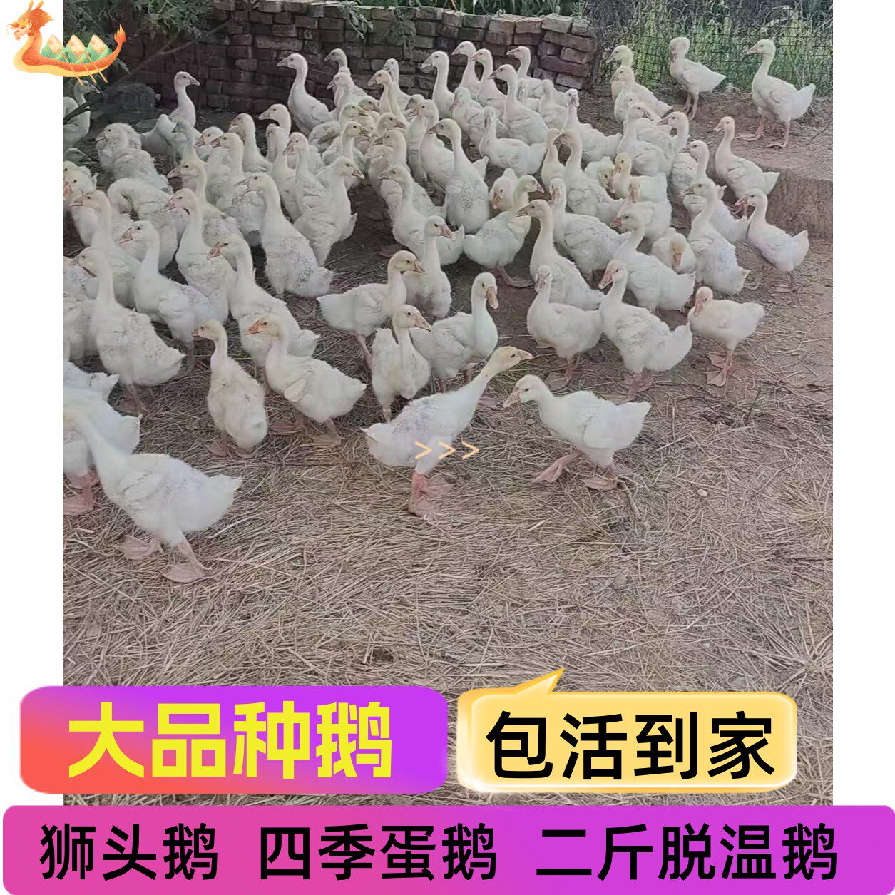 2斤脱温大种白鹅大三花产蛋王三斤皖西大白鹅四季鹅浙东鹅狮头鹅 - 实物图