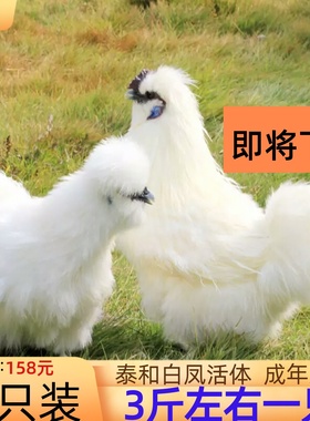 3斤正宗泰和乌鸡活体纯种白凤乌鸡活鸡脱温乌骨鸡半大鸡小鸡仔包